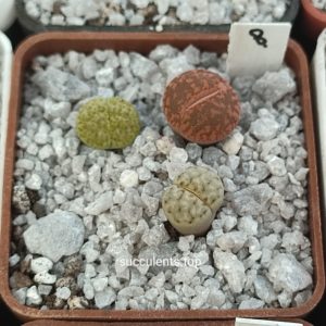 lithops mix 8