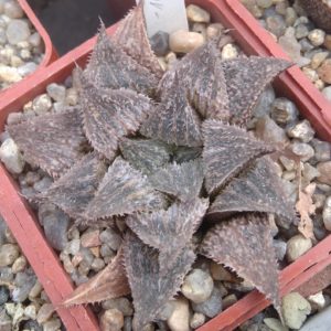 Haworthia  cv."Kegazato" х magn. v. major -Hammer-
