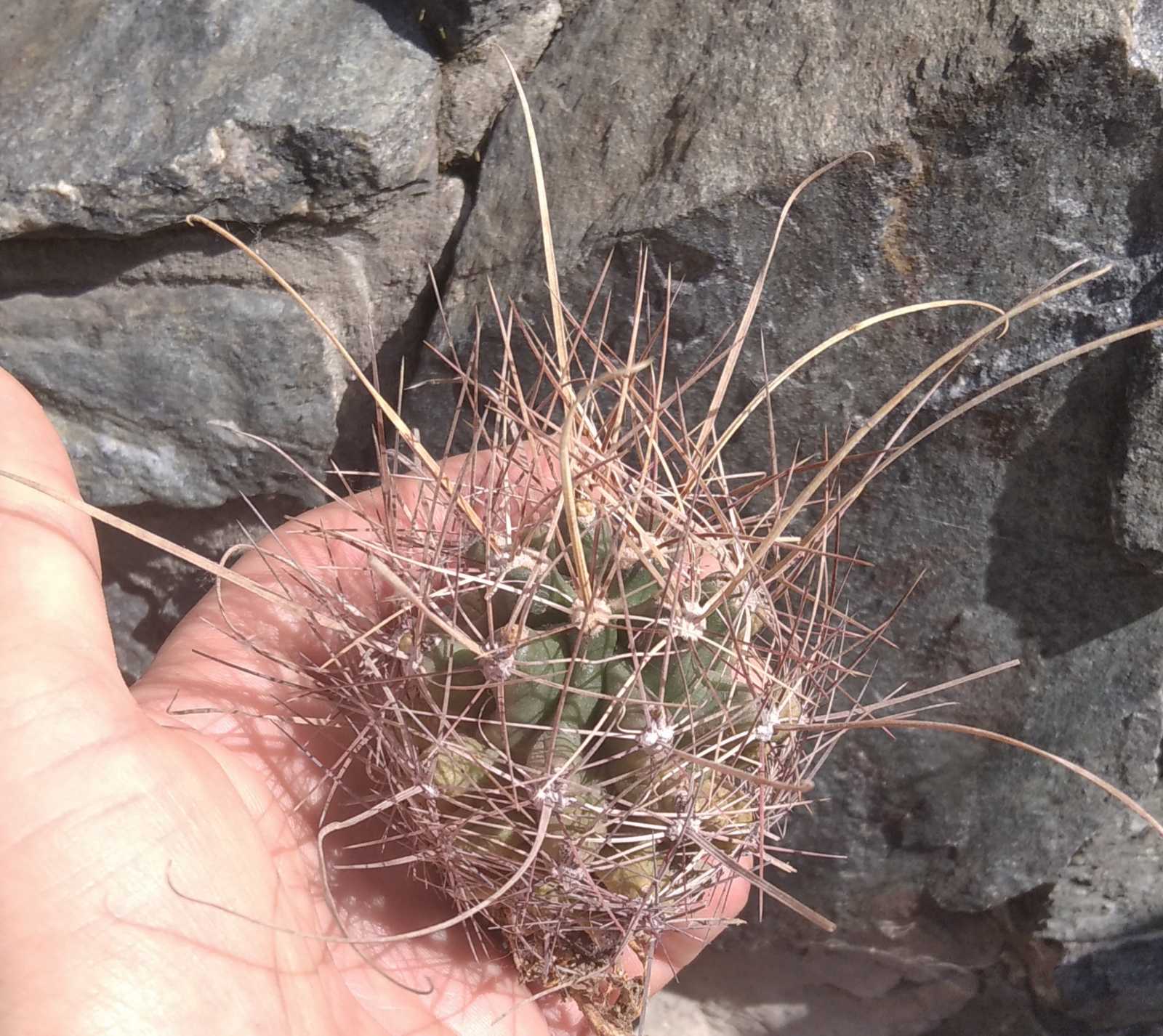 Ferocactus sinuatus v. papyracanthus -MG-