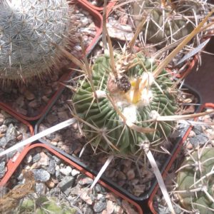 EFC phylacanthus -s