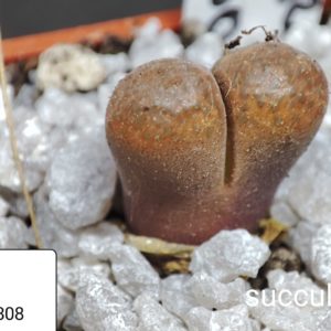 conophytum verrucosum 1808