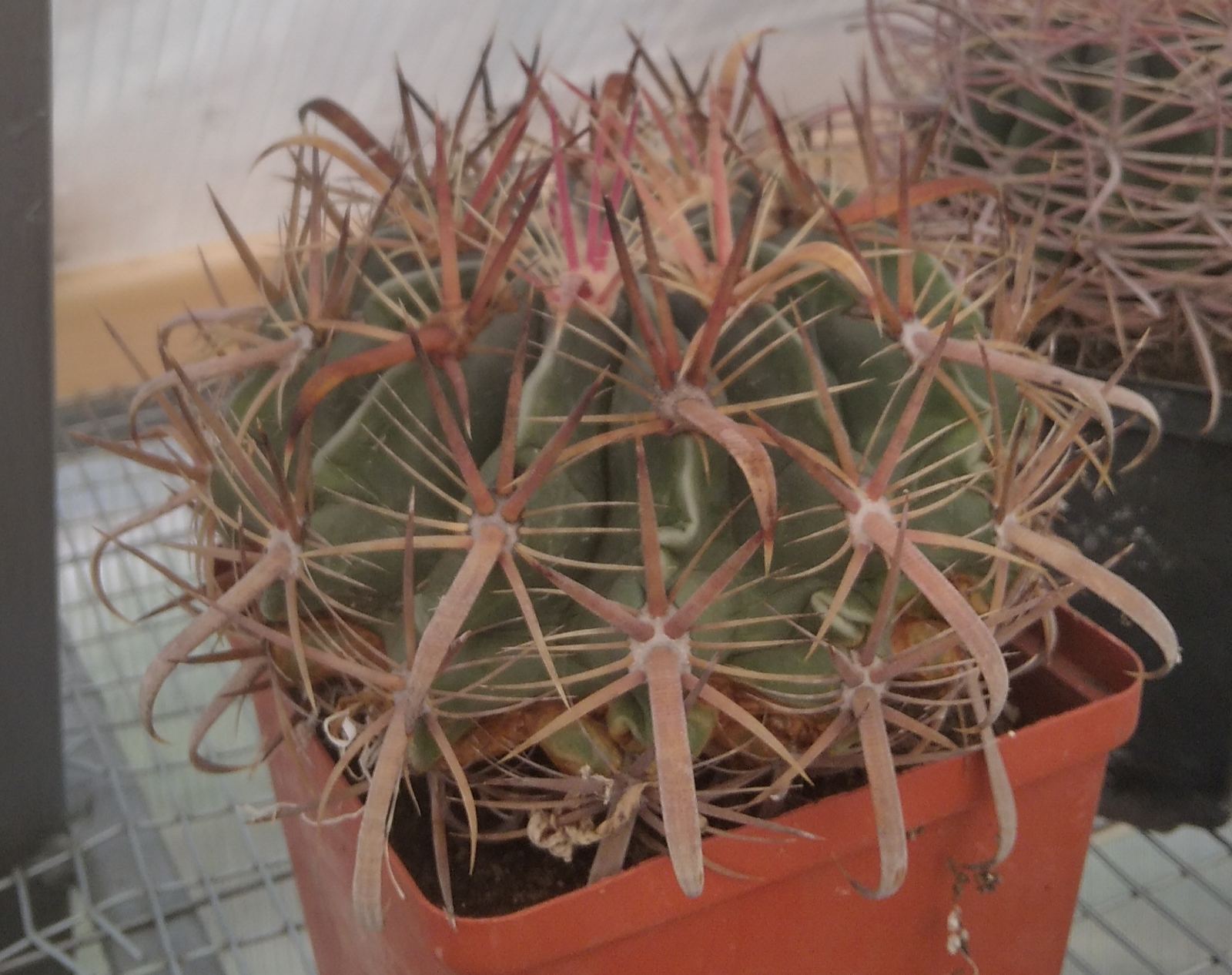 Ferocactus  latispinus -12cm-