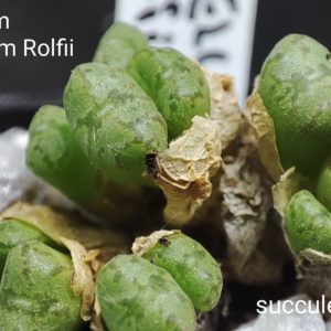 conophytum obcordellum Rolfii