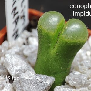 conophytum limpidum Oninaes
