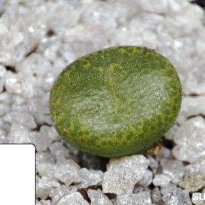 conophytum lithopsoides COP145-3