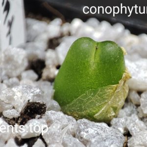 conophytum ratum