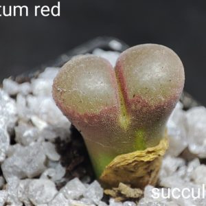 conophytum red