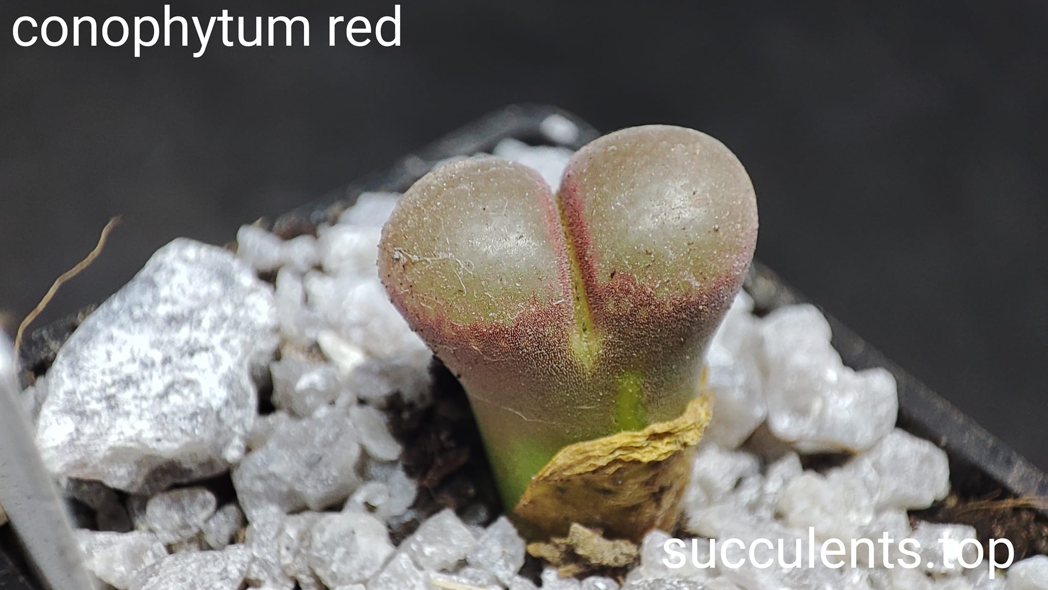 conophytum red