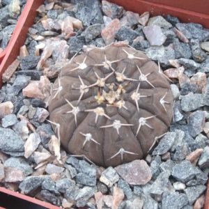 Gymnocalycium  platygonum STO474