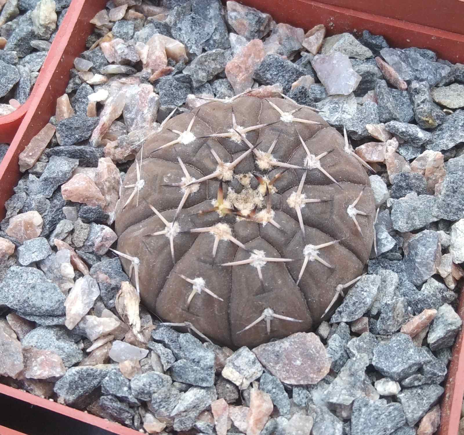 Gymnocalycium  platygonum STO474