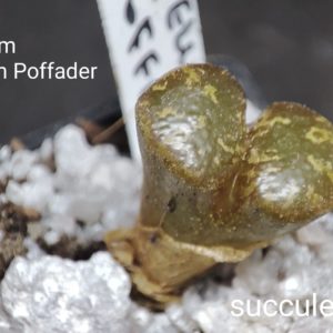 conophytum pellucidum Poffader