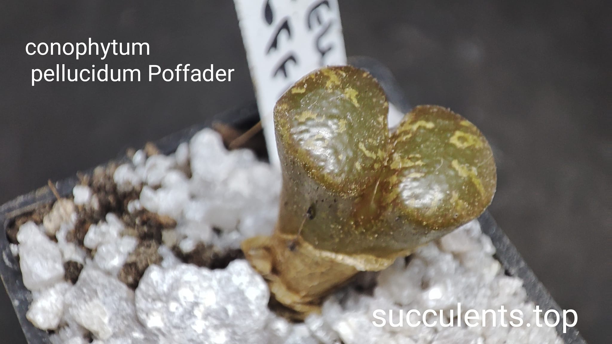 conophytum pellucidum Poffader