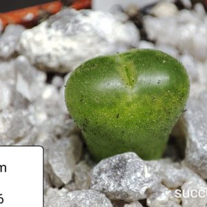 conophytum limpidum LAV27637