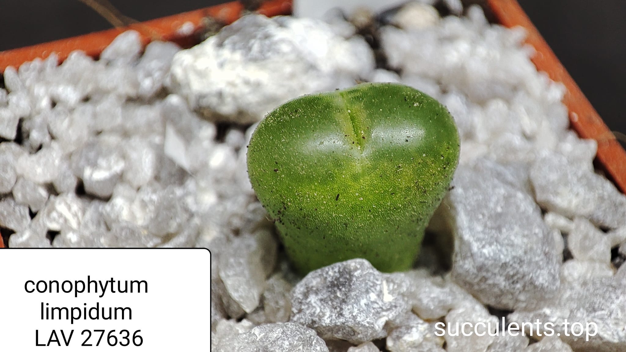 conophytum limpidum LAV27637