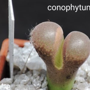 conophytum red