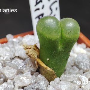 conophytum limpidum Onianies