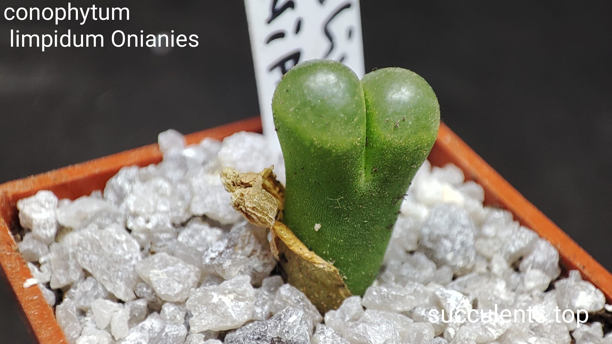 conophytum limpidum Onianies