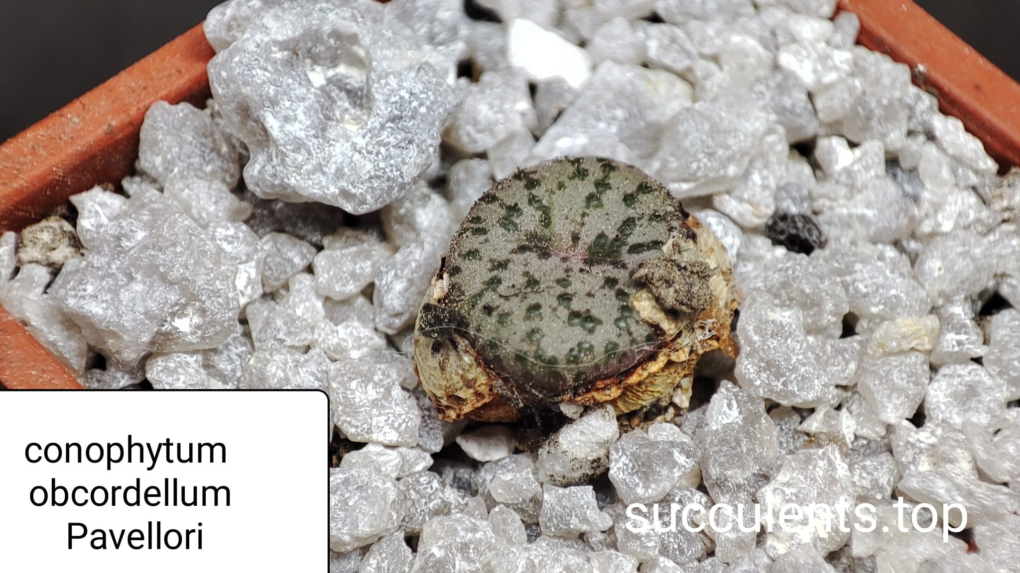conophytum obcordellum Pavellori