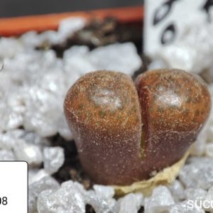 conophytum verrucosum 1808