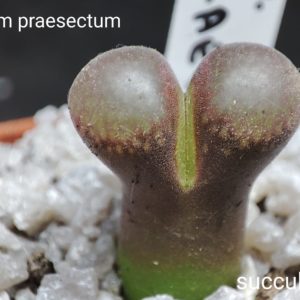 conophytum praesectum