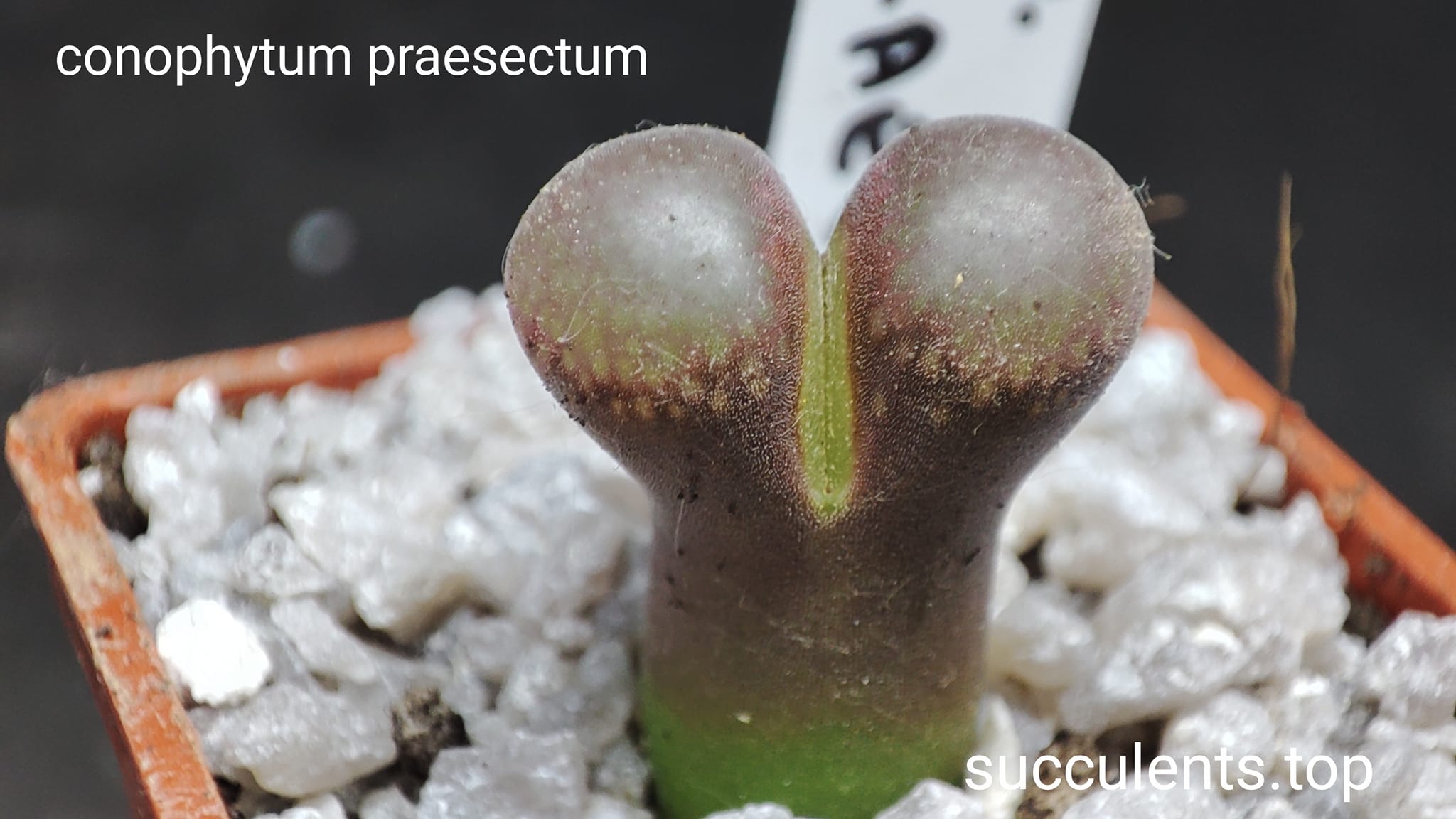 conophytum praesectum