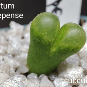 conophytum hamaroepense