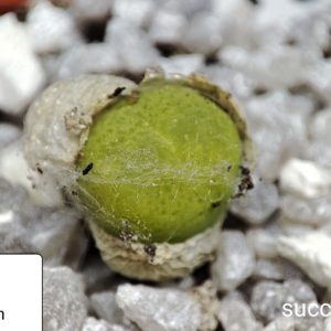 conophytum subfenestratum