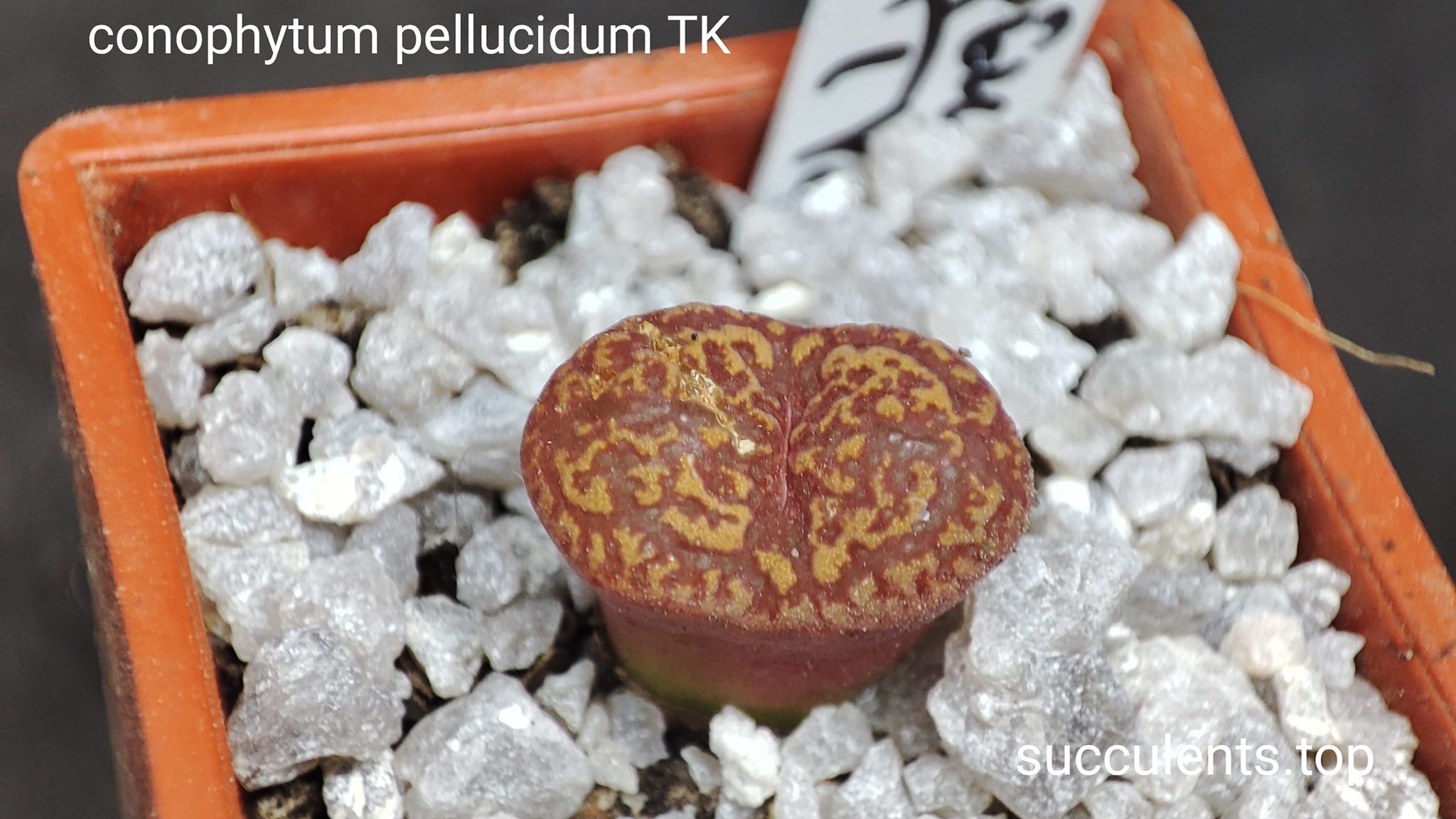 conophytum pellucidum TK