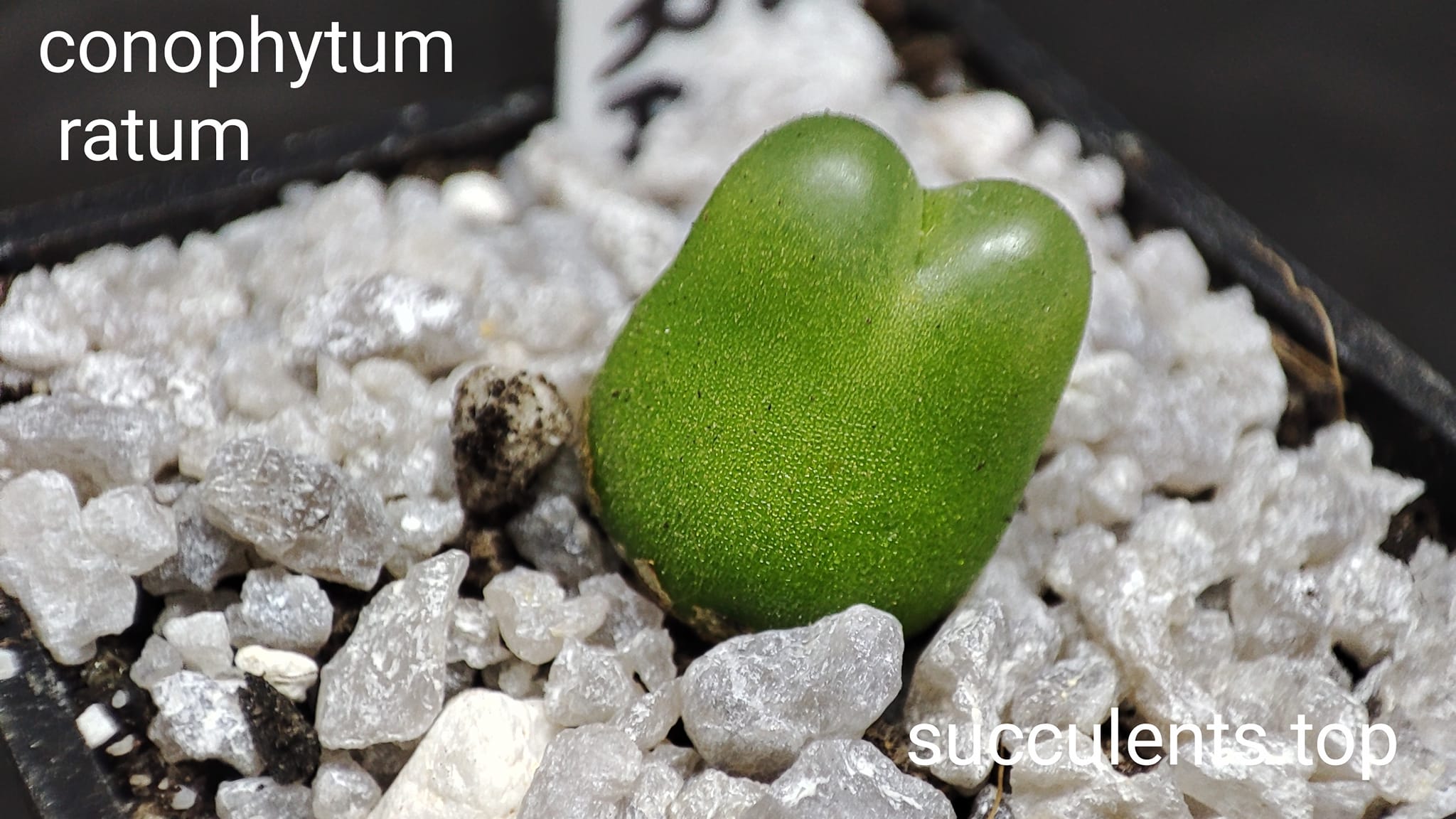 conophytum ratum