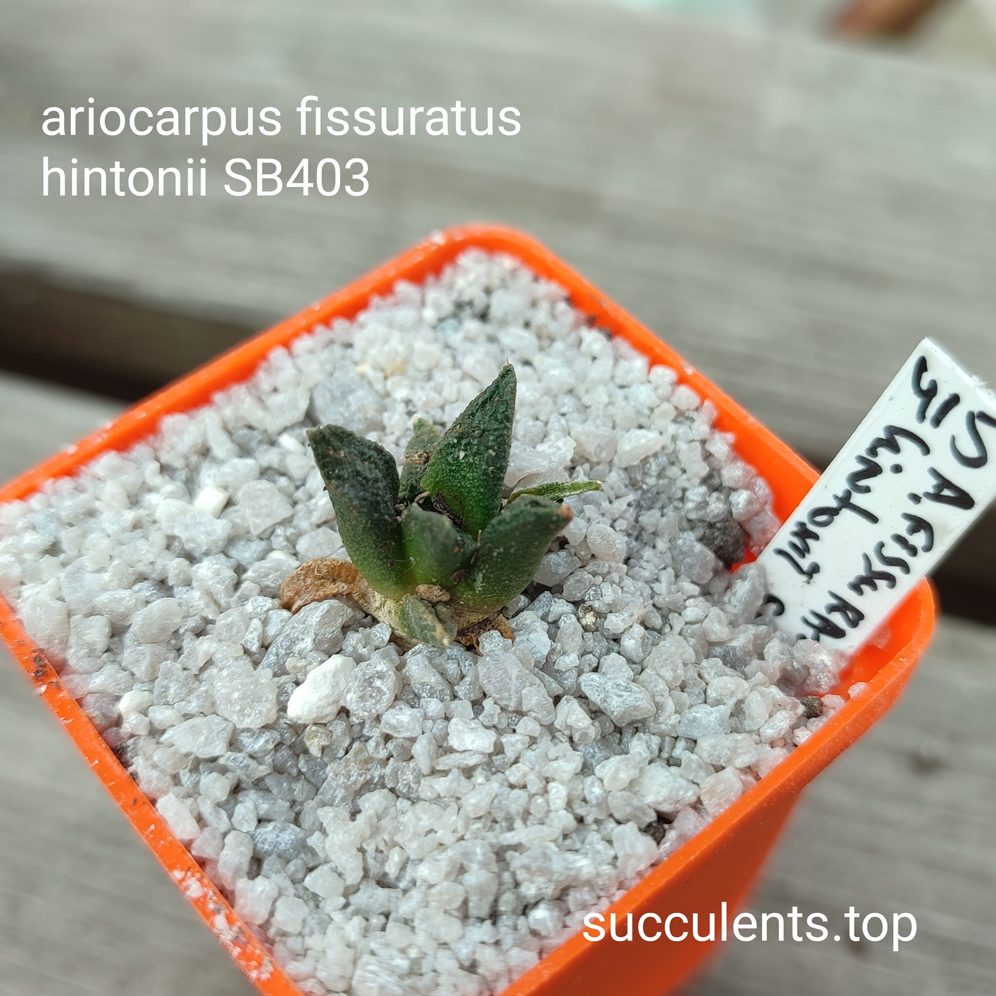 ariocarpus fissuratus SB403
