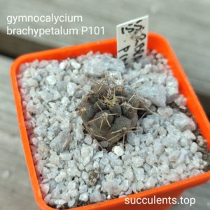 gymnocalycium brachypetalum P101