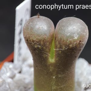 conophytum praesectum