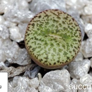 conophytum obcordellum Gilberg