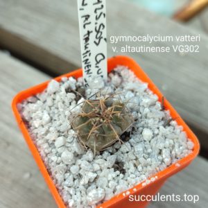 gymnocalycium vatteri altautinense VG302