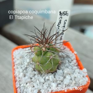 Copiapoa coguimbana (El Trapiche)