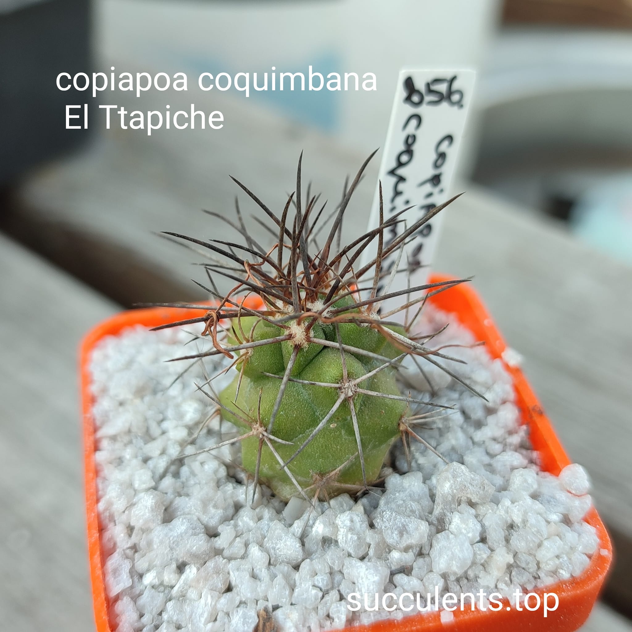 Copiapoa coguimbana (El Trapiche)