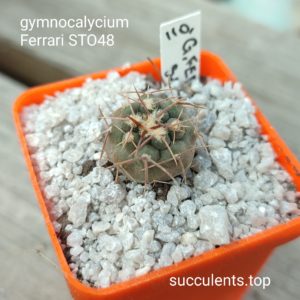 gymnocalycium ferrari STO48