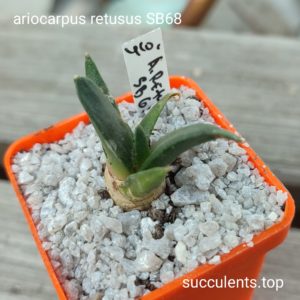 ariocarpus retusus SB68