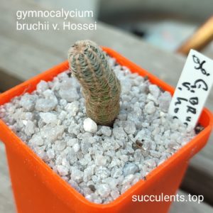 gymnocalycium bruchii v. Hossei