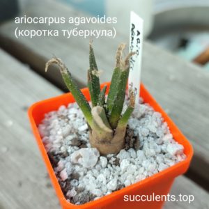 ariocarpus agavoides selection (коротка туберкула)