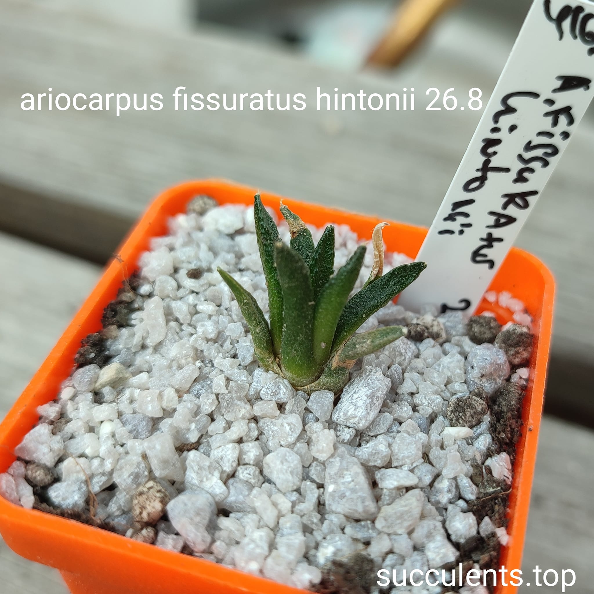 ariocarpus fissuratus hintonii MG26.8