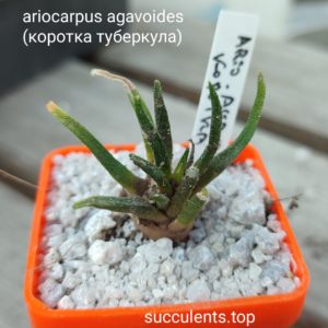 ariocarpus agavoides selection (коротка туберкула)