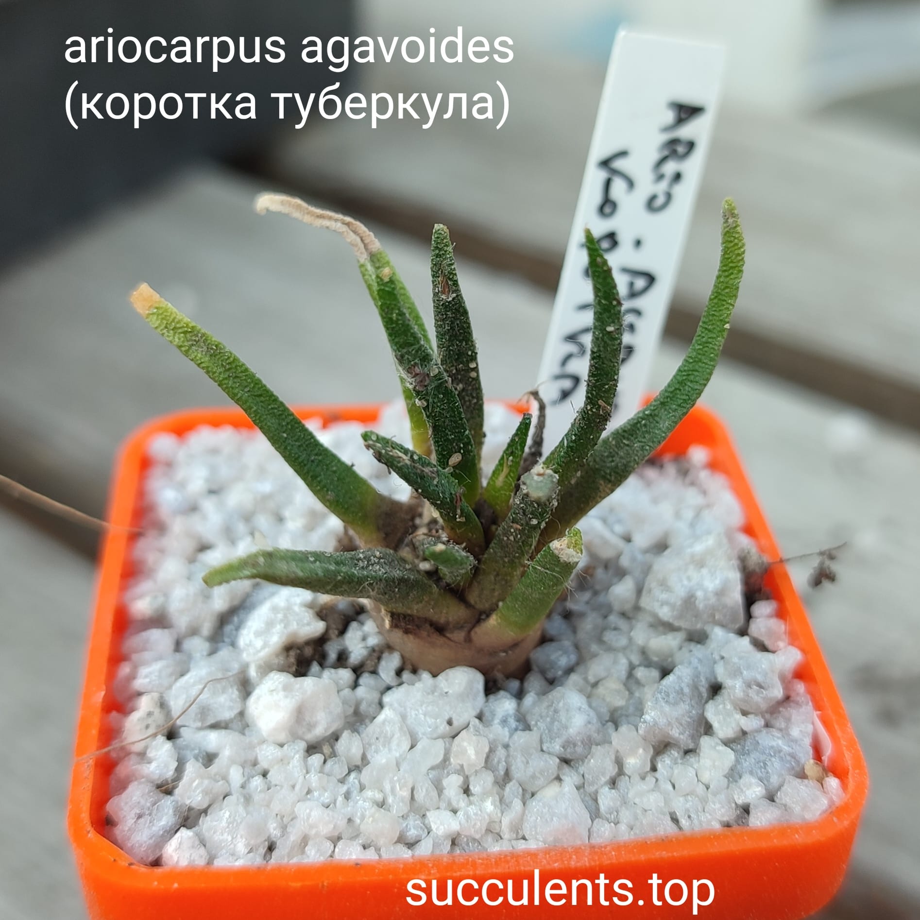 ariocarpus agavoides selection (коротка туберкула)