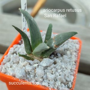 ariocarpus retusus San Rafael