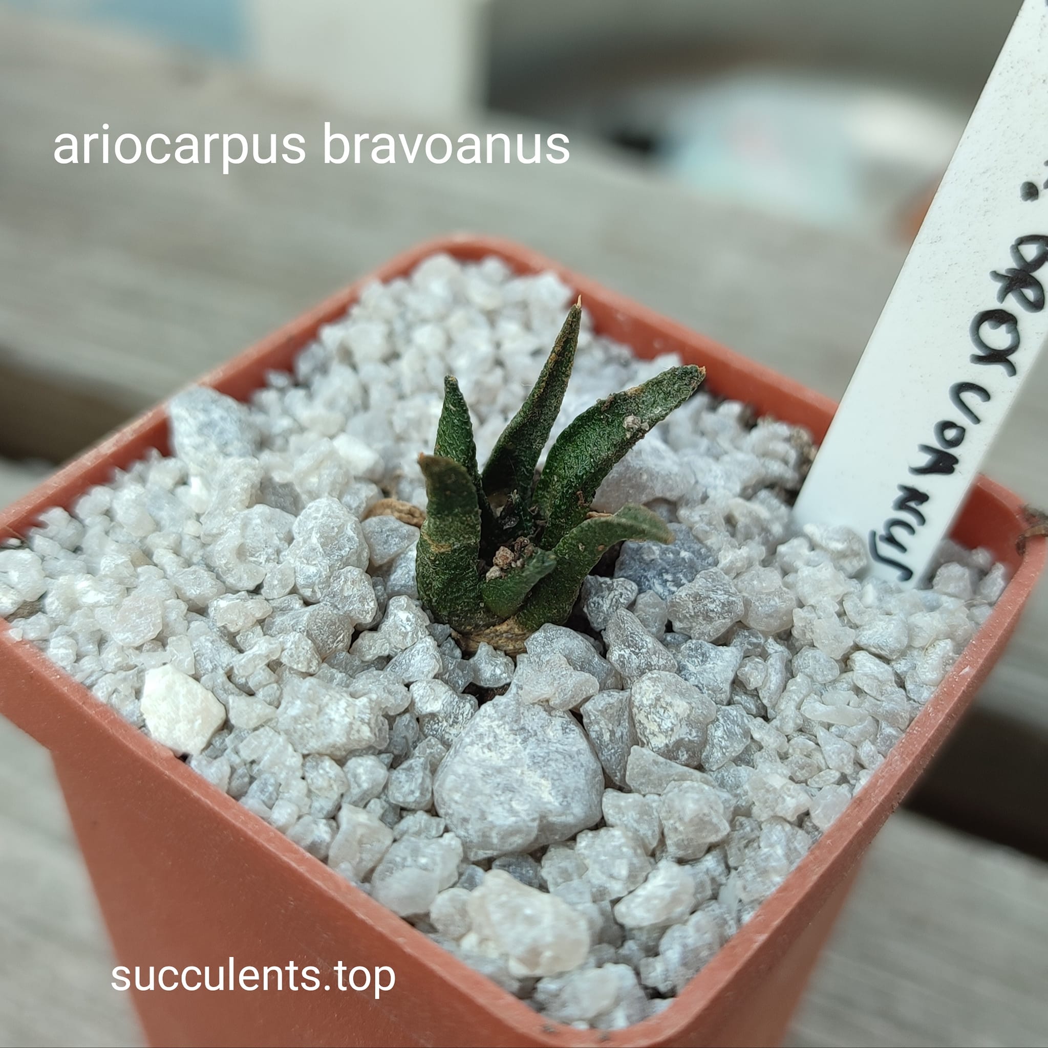 ariocarpus bravoanus