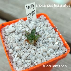 ariocarpus fissuratus