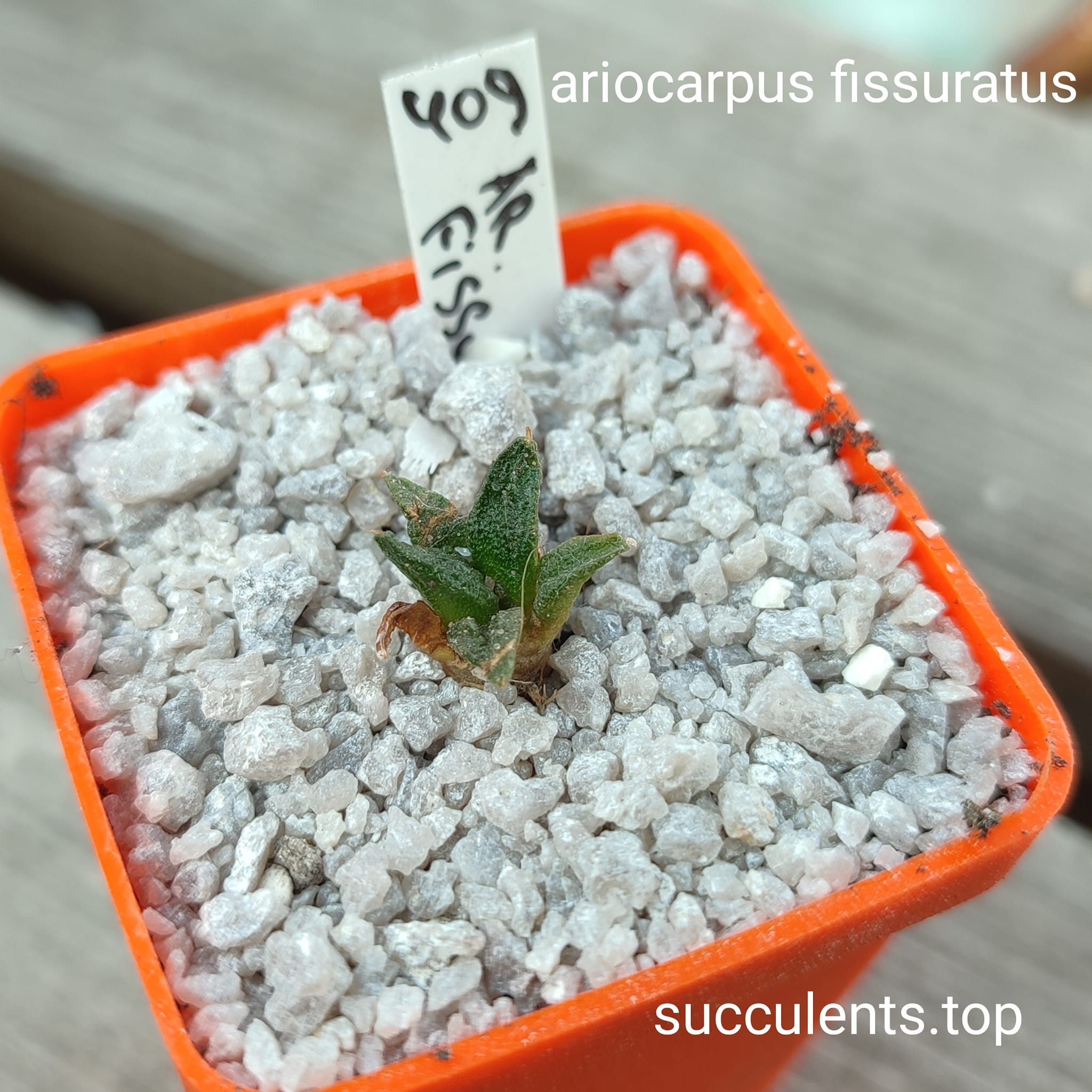 ariocarpus fissuratus
