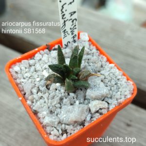 ariocarpus fissutratus hintonii SB1568