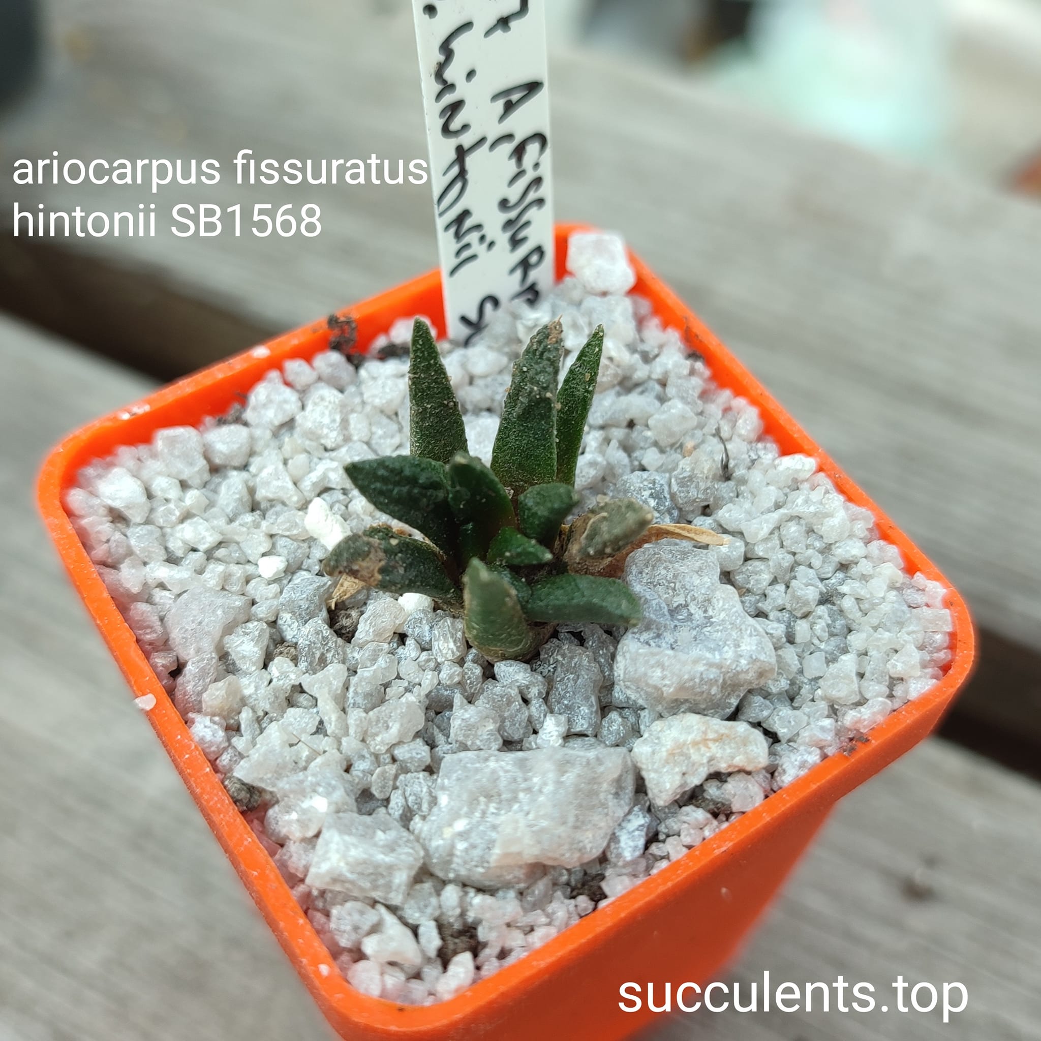 ariocarpus fissutratus hintonii SB1568