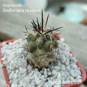copiapoa hiedleriana Huasco